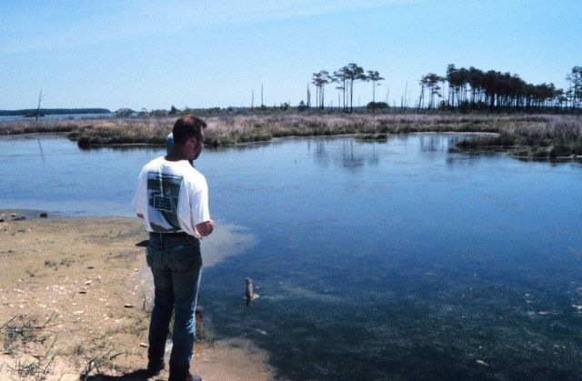 An existing naturally occurring high-marsh tide pool at Barren Island. Picture