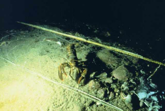 An American lobster, Homarus americanus at the site where cobble reefs were placed to provide habitat in Dutch Harbor. Picture
