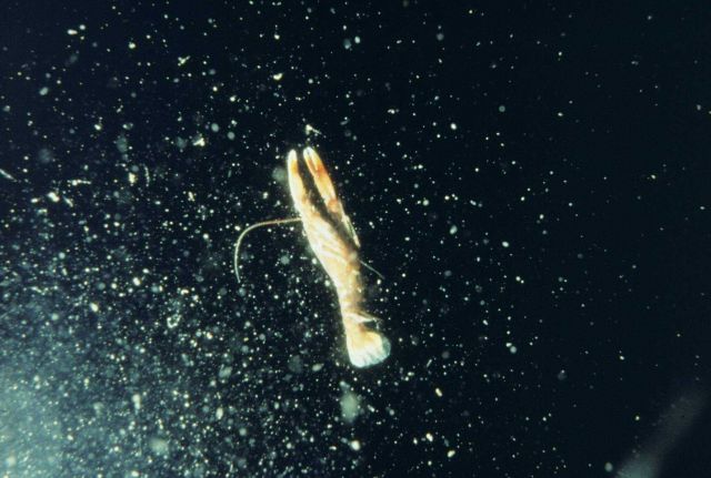 A larval lobster in the water column. Picture