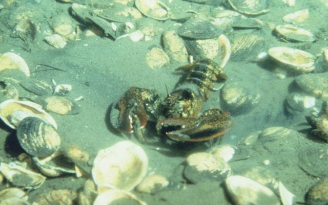 An American lobster, Homarus americanus, seen among shell debris on the ocean bottom. Picture