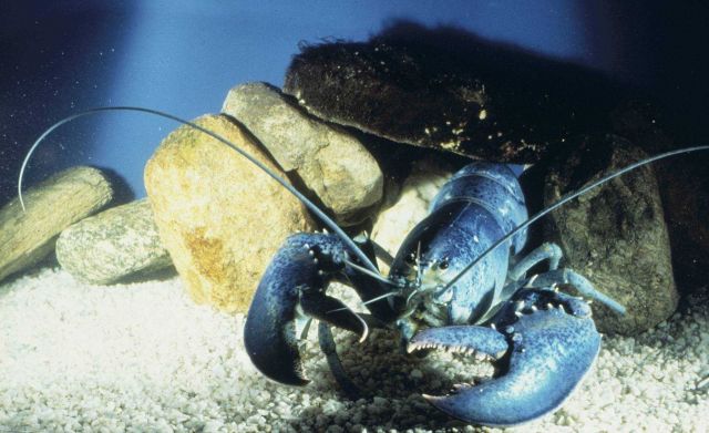 An all blue specimen of Homarus americanus Picture