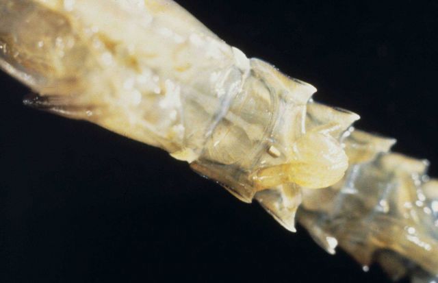 A close up of a microwire tag inserted into the ventral tail section of an early benthic stage lobster Picture