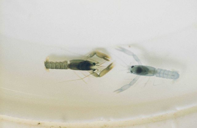 Juvenile lobsters were raised by University of Rhode Island researcher, Kathy Castro in individual 