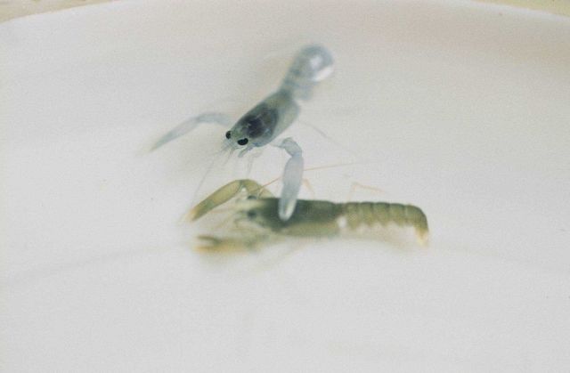 Two juvenile lobsters, Homarus americanus, begin to attack one another. Picture