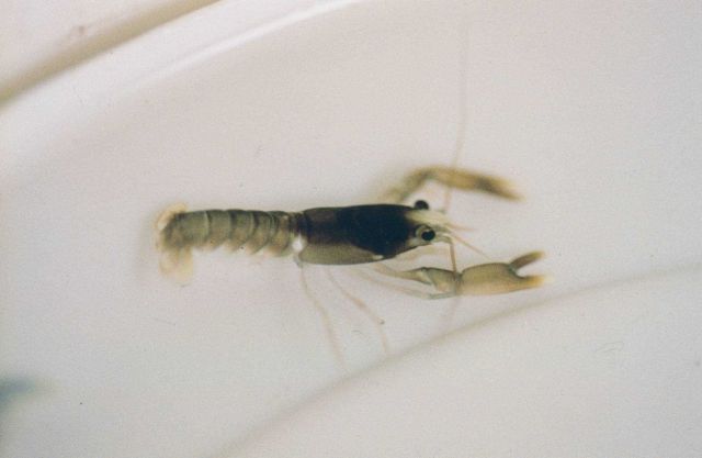 A juvenile American lobster rests in its 