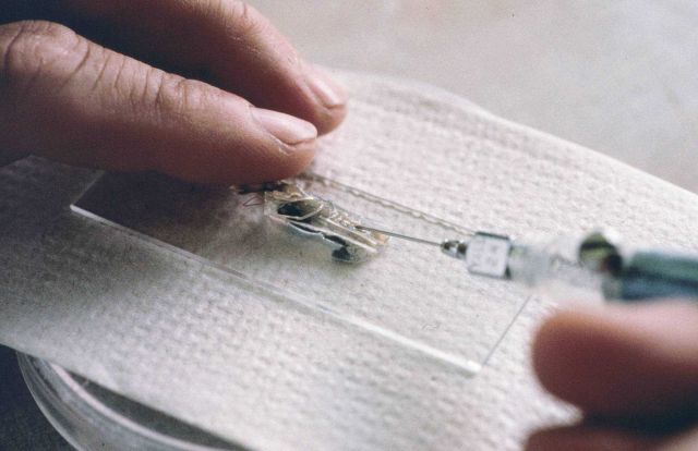 One of a series of images that shows the process of how researchers inject microwire tags into juvenile lobsters. Picture