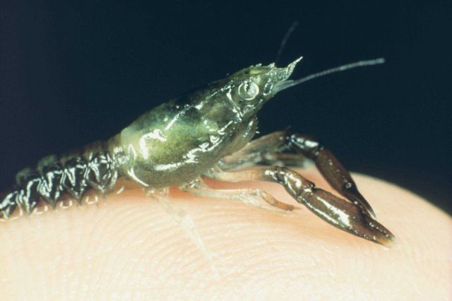 A baby American lobster perched on the finger of a scientist clearly illustrates the approximate size of the hatchery reared lobsters that were placed Picture