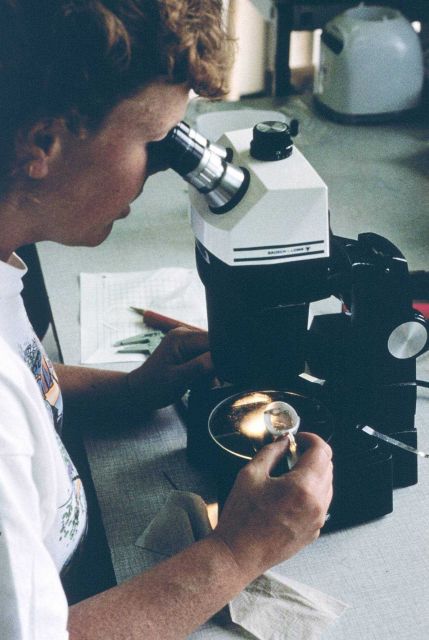 A University of Rhode Island researcher examines a juvenile American lobster prior to its release in the wild. Picture