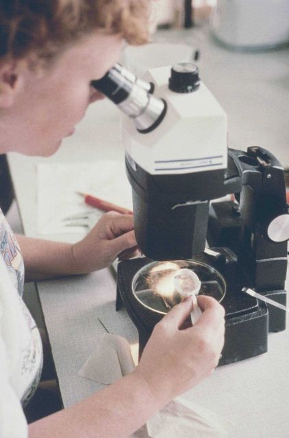 Researchers at The University of Rhode Island prepare to release the condo reared juvenile lobsters onto the cobble reefs. Picture
