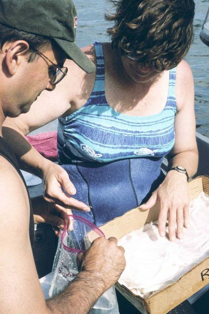 Kathy Castro of the University of Rhode Island and John Catena of NOAA remove hatchery-reared American lobsters and place them into salt-water filled  Picture