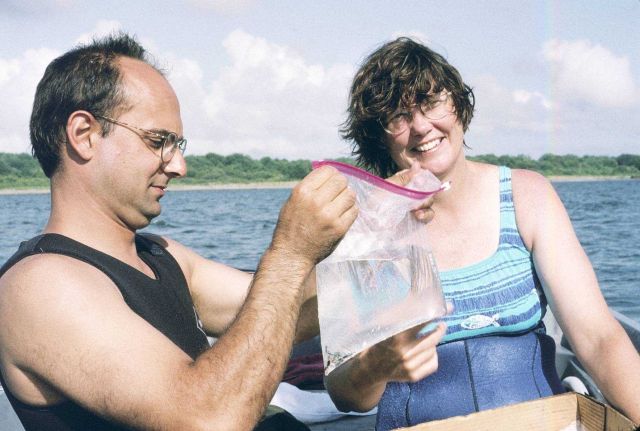 Kathy Castro and John Catena examine the lobsters before diving to release them on the reefs. Picture