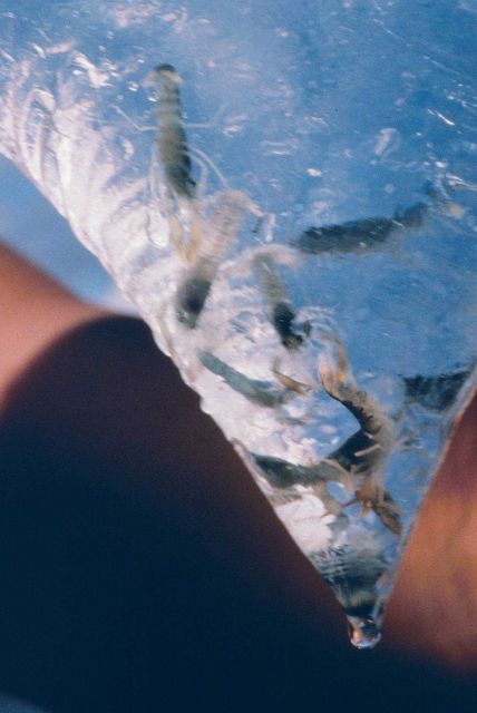 A bead of water drips from a bag of lobsters just before they are carried to the reefs by divers where they will be monitored to determine settlement  Picture