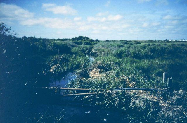 Sachuest Marsh, downstream looking at the unrestricted side of the healthy marsh. Picture