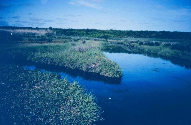 Sachuest Marsh, downstream looking at the unrestricted side of the healthy marsh. Picture