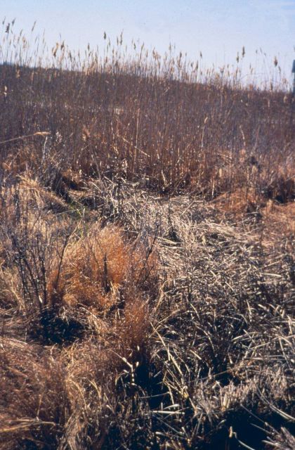 Pre restoration images of the the restricted culvert. Picture