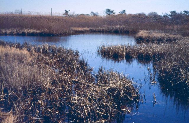 Just upstream of the culvert, on the restricted side of the marsh, showing the remnant healthy side of the marsh, fall or winter. Picture