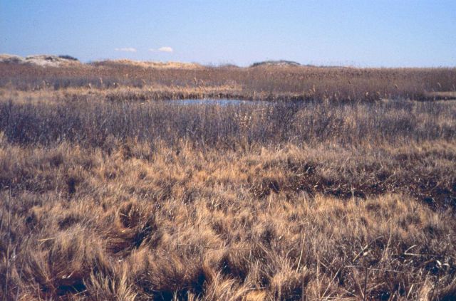 Looking upstream at the restricted side of the Phragmites dominated marsh. Picture