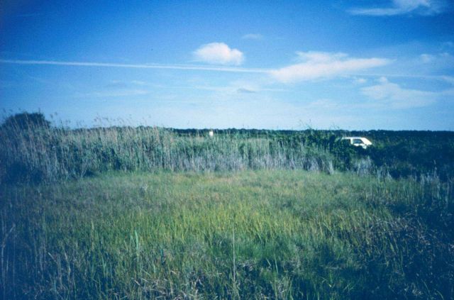 Looking toward the road from the restricted side of the marsh. Picture