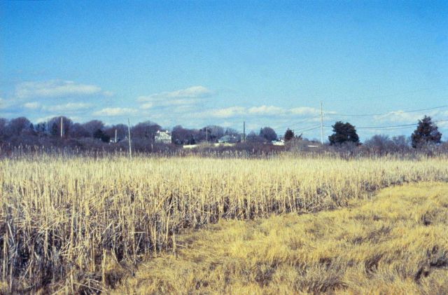 A portion of the marsh dominated by Cattails. Picture
