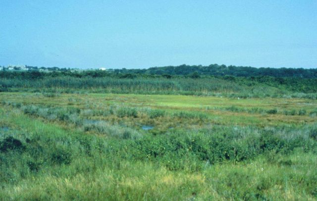 The healthy, undisturbed downstream portion of Sachuest Marsh. Picture