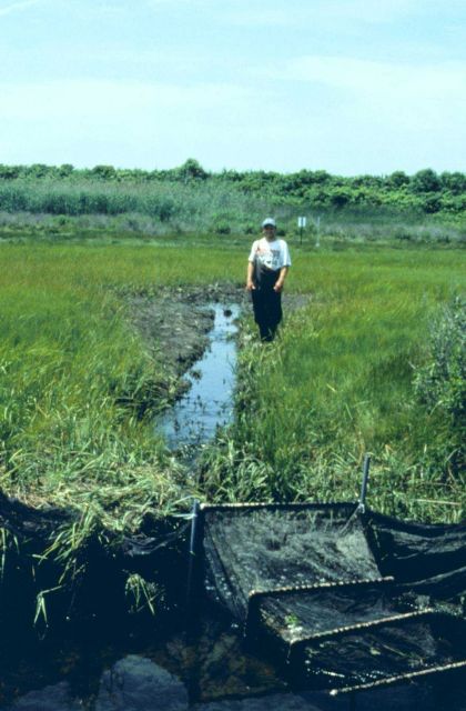 Fish sampling at Sachuest Marsh Picture