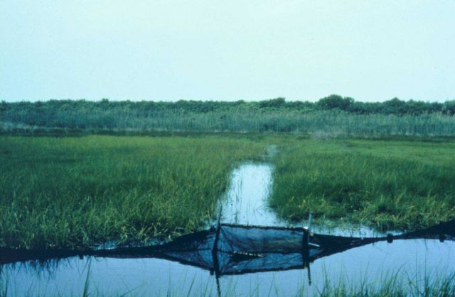 Fish sampling at Sachuest Marsh Picture