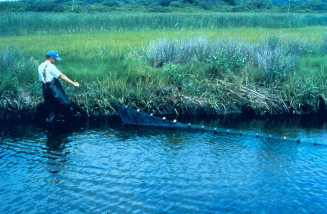 Fish sampling at Sachuest Marsh Picture