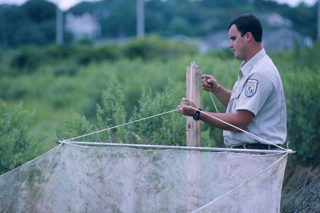 A US Fish and Wildlife volunteer assists with the lift nets Picture