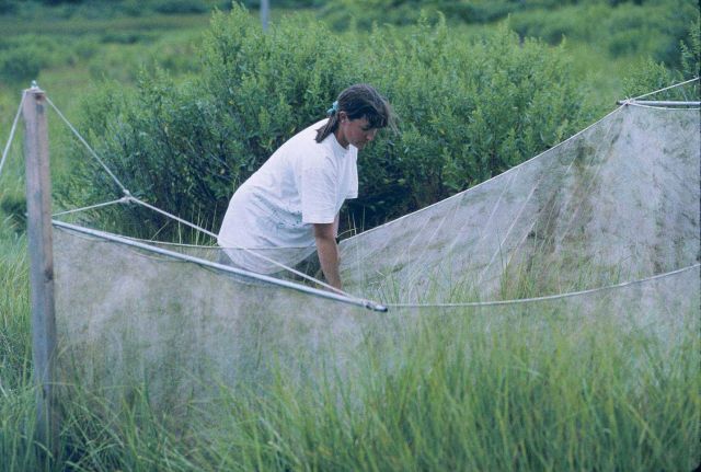 Mary Jane Pirri, a former NOAA scientist, monitors a lift net at the Sachuest Point Marsh Picture