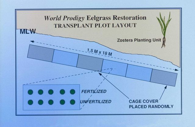 A schematic showing the plot layout for the transplant process. Picture