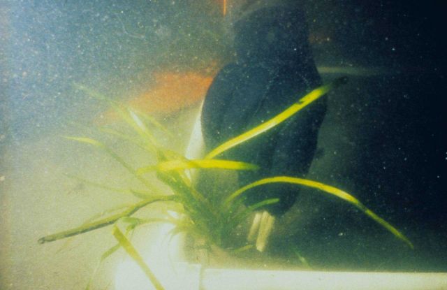 A plug of Zostera marina just before transplanting. Picture
