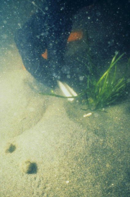 An underwater view of the transplant process. Picture