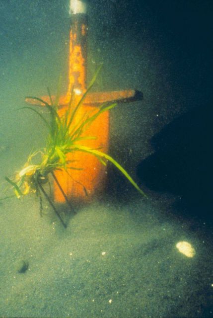A plug of eelgrass, Zostera marina, shown just before it is transplanted Picture