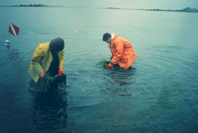 The first in a series of three images that illustrate the process of collecting donor eelgrass plants for transplant. Picture