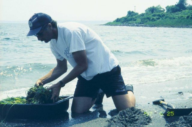 Mark Fonseca demonstrates the transplant process to reporters in the last of a series of images that illustrate the underwater process from a beach of Picture