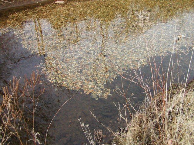 A close-up of a small size patch of new habitat. Picture