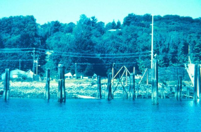 Herring House site prior to restoration activities Picture
