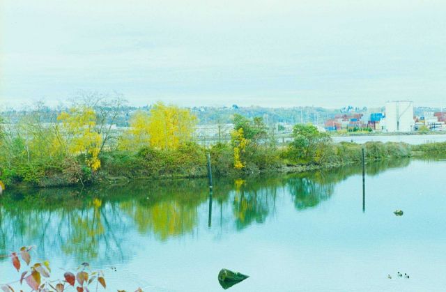 No restoration work is planned for Kellogg Island at this time, it is considered a bird sanctuary and wildlife habitat. Picture