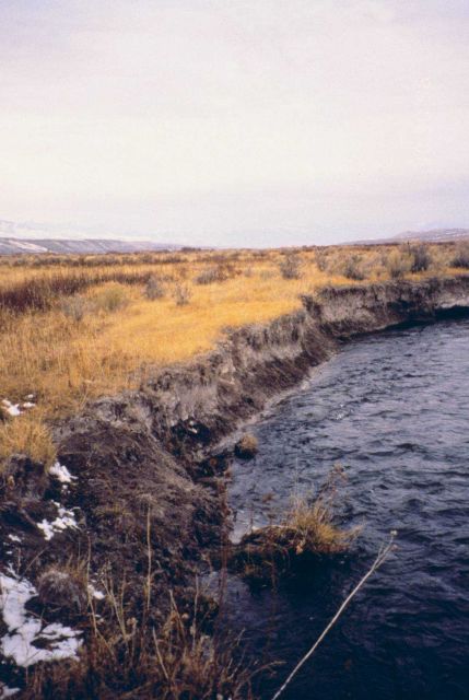 Little Eightmile Ranch along the Lemhi River, one of the areas selected for for the livestock exclusion fencing restoration project Picture