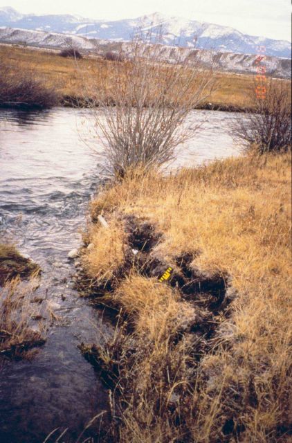 Little Eightmile Ranch along the Lemhi River, one of the areas selected for for the livestock exclusion fencing restoration project Picture