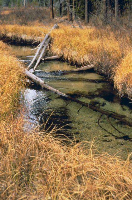 An image showing the healthy riparian habitat Picture