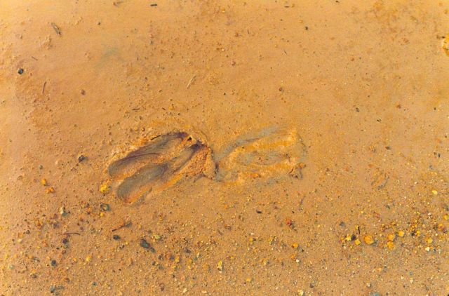 Deer tracks at Iron Mountain Mine. Picture