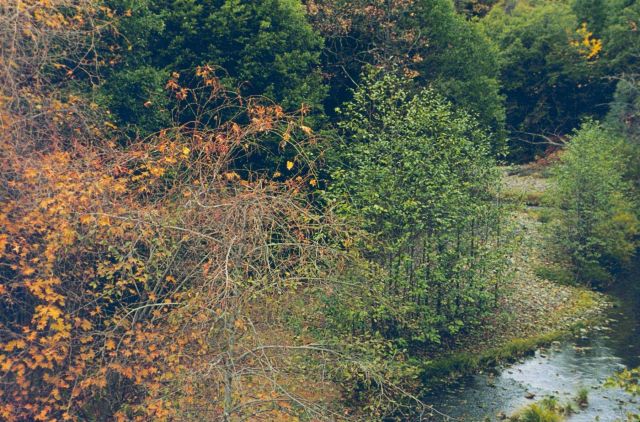 Upper Spring Creek above the influence of Iron Mountain Mine; note the normal riparian vegetation. Picture