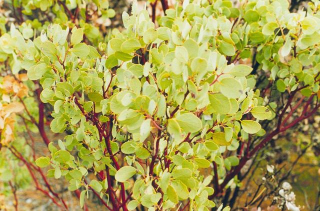 Manzanita bush at the base of Iron Mountain Mine along the Spring Creek arm of Keswick Reservoir near Redding, CA. Picture