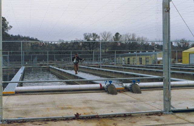 Coleman National Fish Hatchery, the raceways for rearing young salmon. Picture