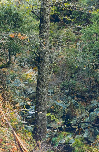 Upper Boulder Creek, above the influence of Iron Mountain Mine Picture