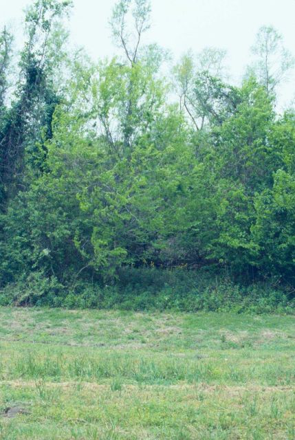 Plants and Trees Picture