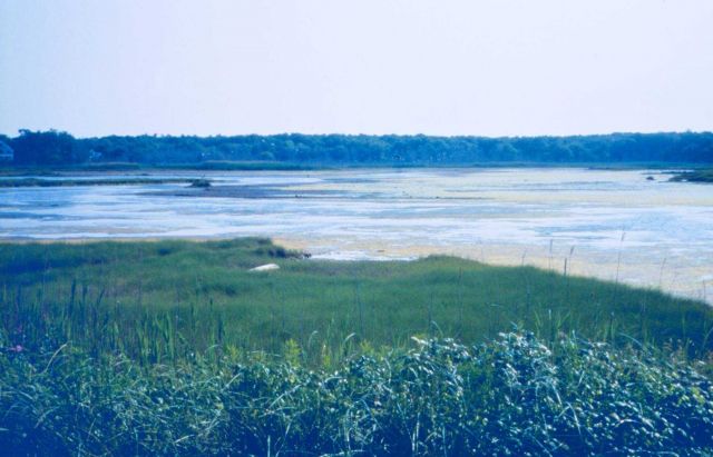 Nonquit marsh, a tidally restricted marsh and one of the projects selected for restoration during Round 2 Picture