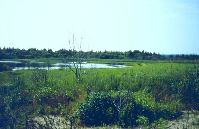 Padanaram Marsh, Dartmouth MA Picture