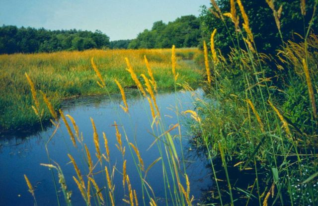 Nonquit Marsh. Picture